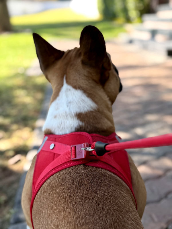 French Bulldog in the Curli Air-Mesh harness and matching leash walk kit