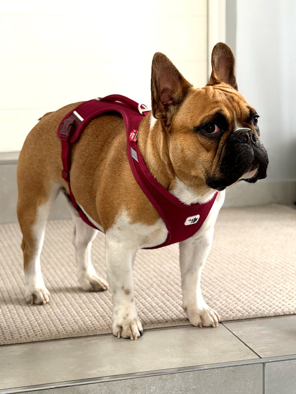 French Bulldog wearing the Curli Belka Air-Mesh Harness in ruby